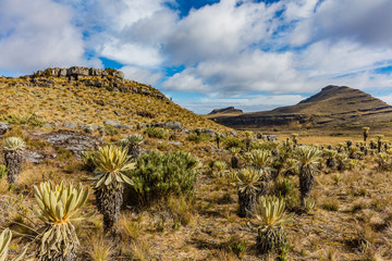 Paramo de Oceta and his Espeletia Frailejones Mongui Boyaca in Colombia South America