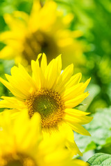 Wunderschöne gelbe Sonnenblumen im Licht der Sommer Sonne.