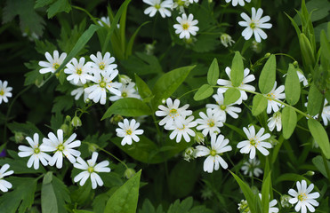 white flowers, starwort