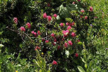 close up on rhododendron bush