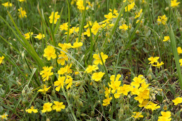 close up on blooming yellow flowes