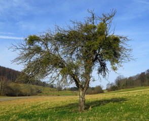 Misteln; Apfelbaum; viscum album; mistletoe;