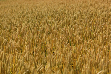 close up on a ripe wheat field