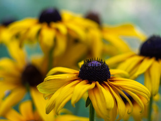 Yellow flowers Rudbeckia  in the garden. Yellow flower background.