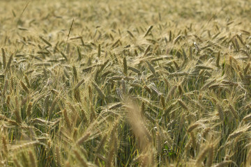 close up on a ripe wheat field