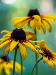 Yellow flowers Rudbeckia  in the garden. Yellow flower background.