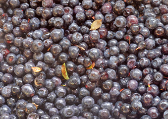 blueberry berries close-up, background