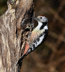 Specht; Mittelspecht; Middle Spotted Woodpecker; Leiopicus mediu