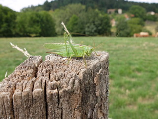 Autour d'Ambert (Auvergne)