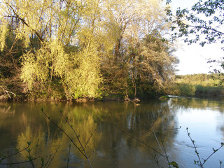Fototapeta premium Spring landscape with a river, trees.