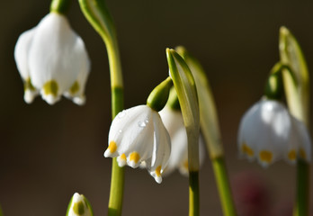 Frühlingsknotenblume; Maerzenbecher; Leucojum vernum; spring snowflake;