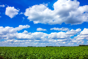 field of young sunflowers