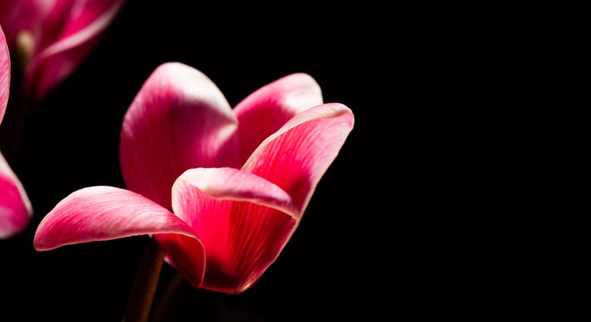 Fototapeta Red flower on black background with copy space