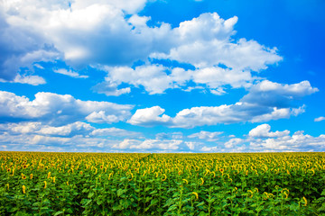 field of young sunflowers