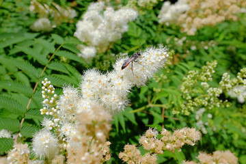 Fototapeta premium Flowers spirea and insect. Flowering decorative shrub in summer