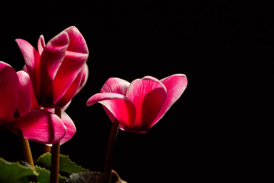 Red cyclamens with copy space on black