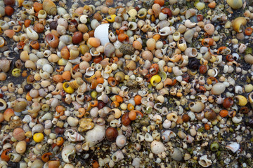 Bunte Schnecken am Strand