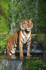 Fototapeta na wymiar Bengal tiger standing in waterfall