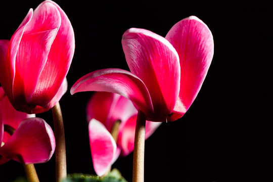 Red cyclamens extreme closeup