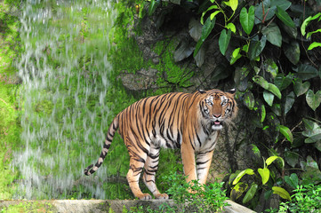 Bengal tiger in waterfall