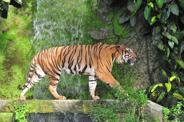 Bengal tiger in waterfall