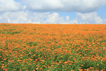 flower, nature, green, flowers, plant, garden, spring, summer, red, pink, field, flora, beauty, blossom, floral, bloom, beautiful, tulip, poppy, purple, natural, orange, color, yellow, bud