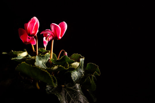 Fototapeta Red flowers bouquet on black with copy space