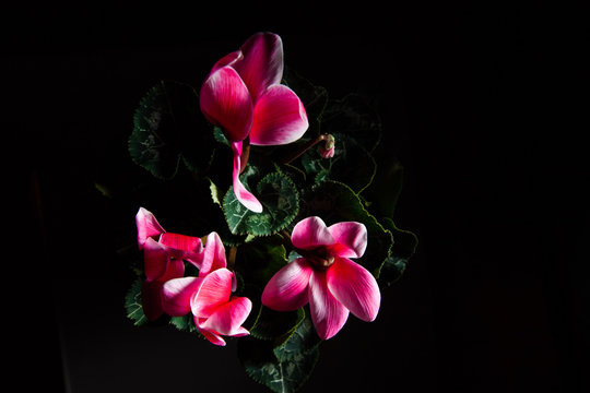 Red cyclamens bouquet on black with copy space