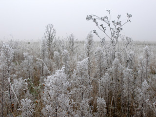 Frozen grass. Night frost. Foggy morning.
