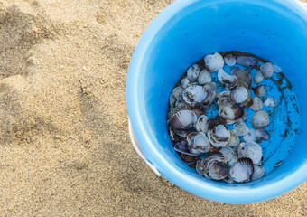 closeup of blue bucket on sand with sea shells inside