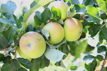 Äpfel Apfelbaum Baum Obst
