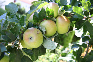 Äpfel Apfelbaum Baum Obst