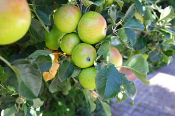 Äpfel Apfelbaum Baum Obst