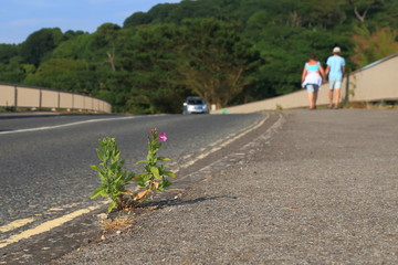 Fototapeta premium Wildflower Epilobium commonly known as willowherb growing from crack in asphalt aside the road