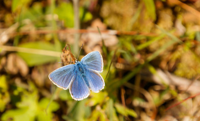 Common blue butterfly in Norway