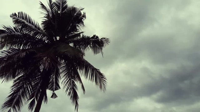 Coconut tree and rain forest hit by wind