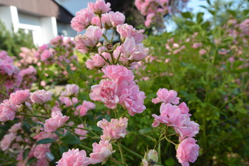 
üppig, blühende rosa Buschrosen, Rosa Busch Rosen