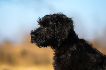 Giant Schnauzer in the field