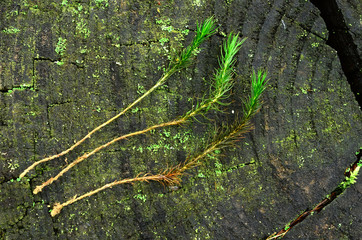 Moos; Widertonmoos; Polytrichum; moss; common haircap moss;
