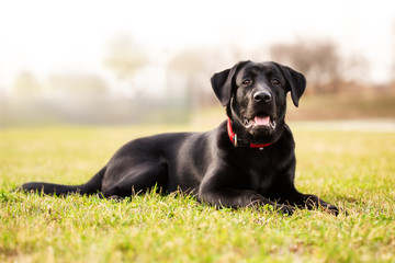 Black Labrador