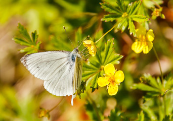 Green-veined white butterfly in Norway