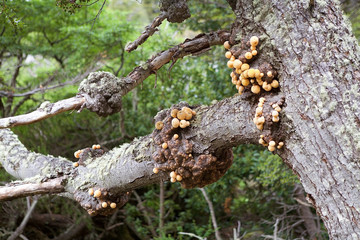 Llao Llao, Cyttaria hariotii, in Patagonian forest, Argentina
