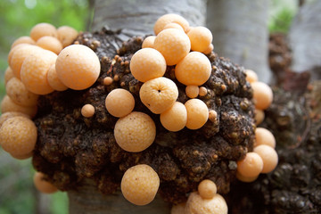 Llao Llao, Cyttaria hariotii, in Patagonian forest, Argentina