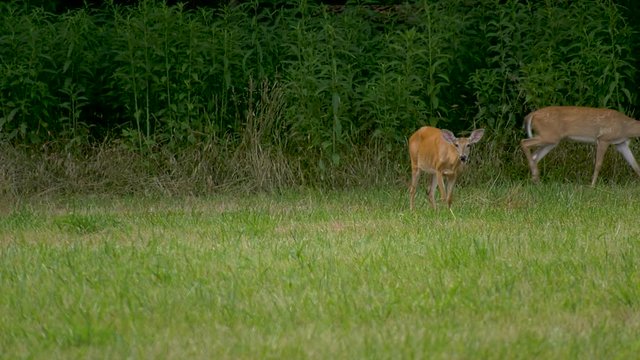 Whitetail doe grazes while a young buck walks behind her in a meadow