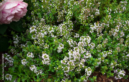 Fresh Green Thyme Herbs With Pink Flowers Growing In The Garden
