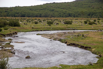 Landscape and horses in Tierra del Fuego National Park, Patagonia, Argentina
