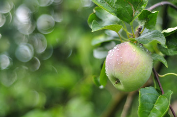 Jabłko w ogrodzie