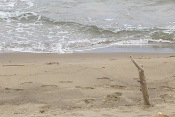 close-up with detail of a branch in the sand with the sea in the background