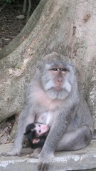 Monkey mother and baby looking ahead