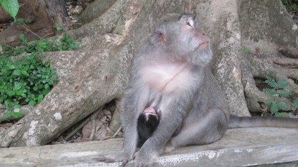 Monkey mother sitting by a tree with her baby safely clinging to her body, mother looking sideways,...